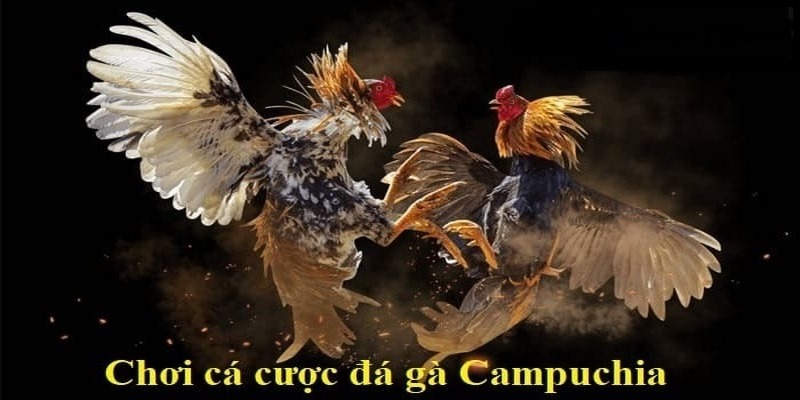 Lý do nhiều người lựa chọn xem đá gà trực tiếp Campuchia